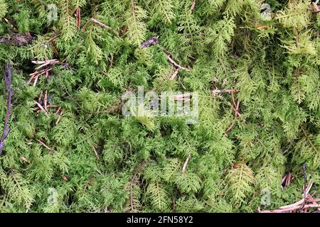 Thuidium recognitum, known as lesser tamarisk-moss or thuidium moss Stock Photo