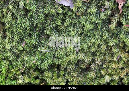 Aulacomnium palustre, known as bog groove-moss or ribbed bog moss Stock Photo