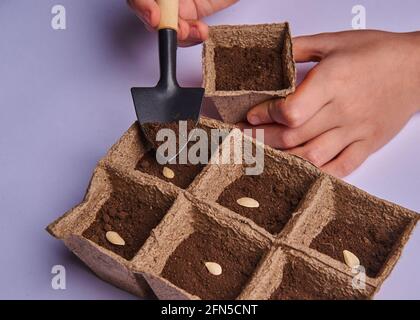 plant seeds are planted in seedling boxes Stock Photo