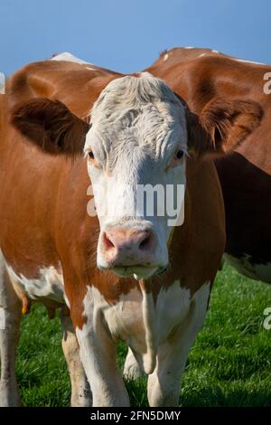 Portrait of a young curious brown spotted cow in the meadow looking into camera Stock Photo