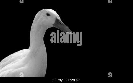 Cute White American Duck In The Black Background Stock Photo