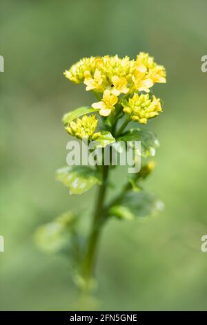 Closeup of flowers of wildflower Bittercress, Barbarea vulgaris, in the spring against green background Stock Photo