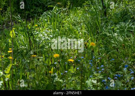 Wildlife area of an English country garden in springtime with a wide range of plants and flowers left for wildlife. Stock Photo