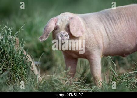 A pig in an organic French farm Stock Photo