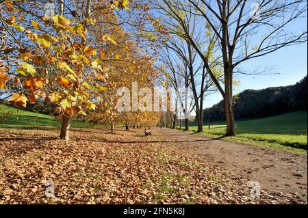 Italy, Rome, Villa Doria Pamphilj in autumn Stock Photo