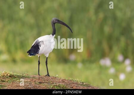 Sacred Ibis - Threskiornis aethiopicus, beautiful black and white ibis from African fields and meadows, lake Ziway, Ethiopia. Stock Photo