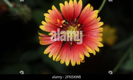 Red daisy flower macro Stock Photo