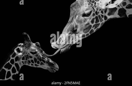 A Young Baby Giraffe And His Mother In The Black Background Stock Photo