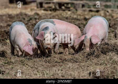 litter of piglets outdoors Stock Photo