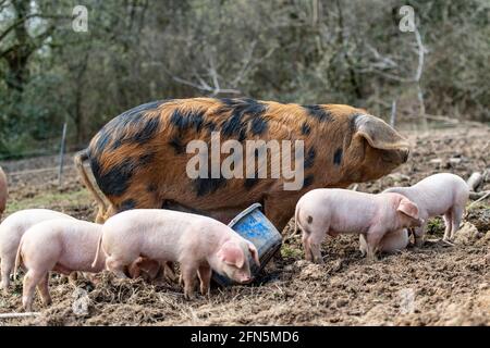 Oxford Sandy Black pig with piglets Stock Photo