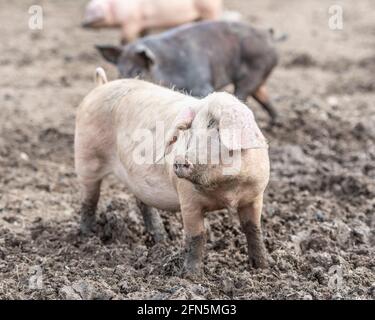 pig in mud Stock Photo