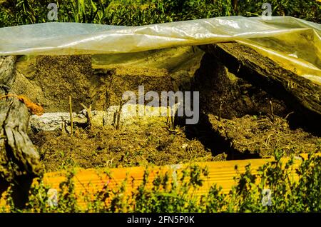 cultivo de ajos en finca de producción ecológica : labores de aporque; semillero cubierto; terreno labrado con maquinaria Stock Photo
