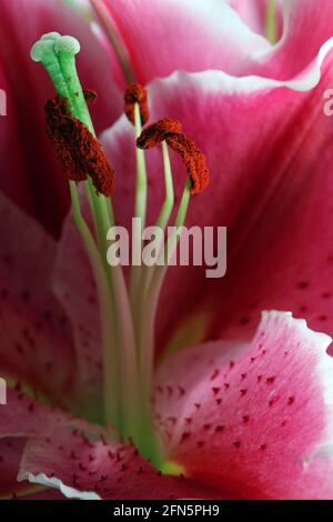 Oriental Lily After Eight with very large deep pink flowers with white edges and freckled petals which face upwards, also referred to as Stargazers Stock Photo
