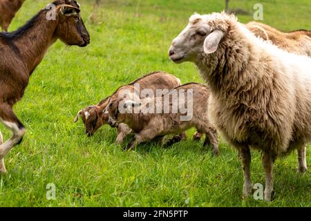 Two playing brown and white young domestic goats in a meadow with sheep and adult goat Stock Photo