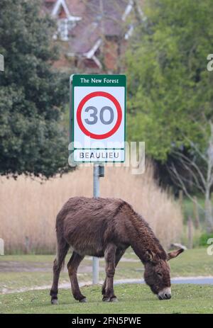 New Forest Donkey grazing near a road sign in Beaulieu. Stock Photo