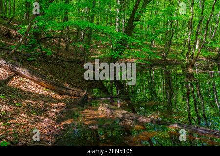 Small swamp in a green forest Stock Photo