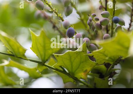 Close-up of vibrant green foliage and fruit on Mahonia  x media/ Oregon Grape,  'Lionel Fortescue' Stock Photo