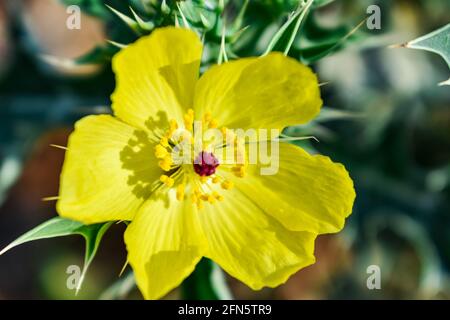 satyanashi or argemone mexicana prickle poppy yellow flowers close view in an indian village out fields. Stock Photo