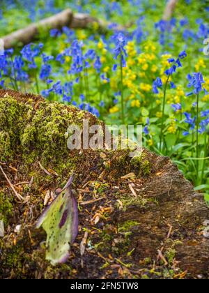 Tree Stump and Flowers, Bluebell Woods, Bones Wood, Henley-On-Thames, Oxfordshire, England, UK, GB. Stock Photo