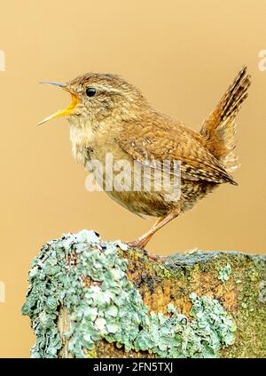 Jenny Wren Singing Stock Photo