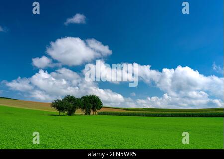 A lush green meadow in summer with a few trees, a deep blue sky and a few cumulus clouds. Stock Photo