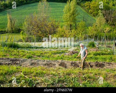 Senior farmer  watering the organic vegetables Stock Photo