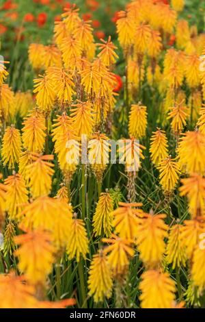 The yellow flowers of a Red Hot Poker plant (Kniphofia), England, UK Stock Photo