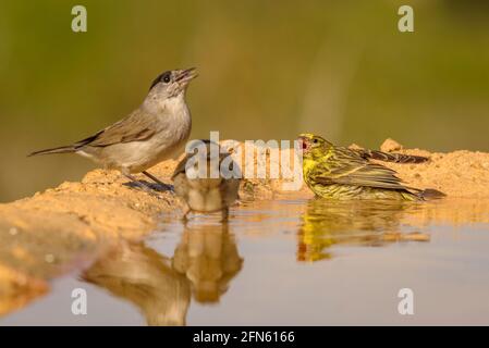 Serin (Serinus serinus) and two blackcap (Sylvia atricapilla), bathing in a pond, seen from a hide in Batea (Tarragona province, Catalonia, Spain) Stock Photo