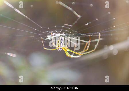 Yellow Striped Spider On Web Stock Photo