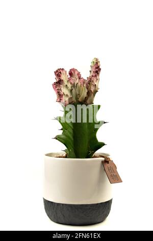 euphorbia lactea in pot with white background Stock Photo