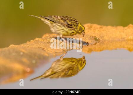 Serin (Serinus serinus) drinking in a pond, seen from a hide in Batea (Tarragona province, Catalonia, Spain) ESP: Verdecillo bebiendo en una charca Stock Photo