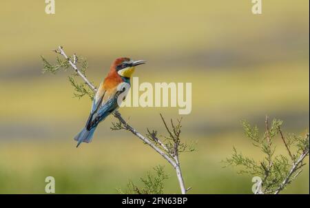European bee-eater (Merops apiaster) perched in a bush, Andalucia, Spain. Stock Photo