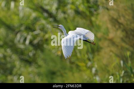 Little egret, Egretta garzetta in flight and calling, Spain.