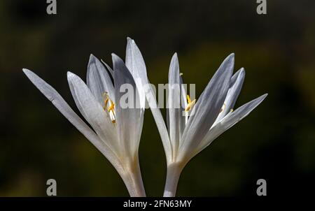 This close up photo of white colored Crocus flowers reflects an amazing scenery. Crocus flower is from the Iridaceae family and native the Alps, south Stock Photo
