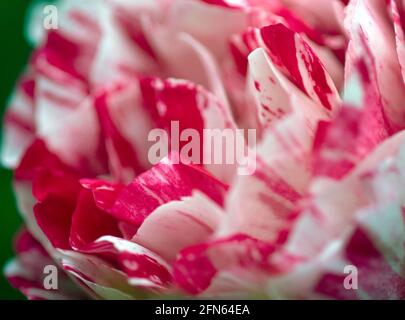 Pink and white 'Scentimental' Rose petals Stock Photo