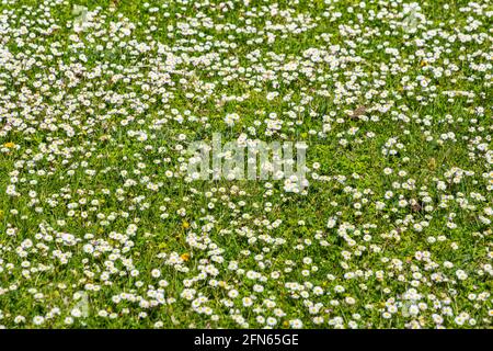 Field of daisies - central France. Stock Photo