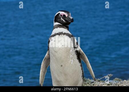 Magellanic penguin on the coast of the Valdes peninsula in Patagonia Argentina