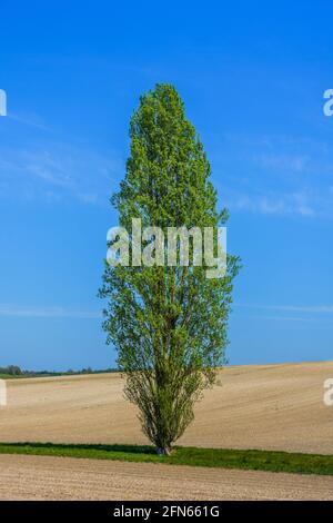 Lone Poplar tree growing on farmland in the Touraine, Indre-et-Loire (37), France. Stock Photo