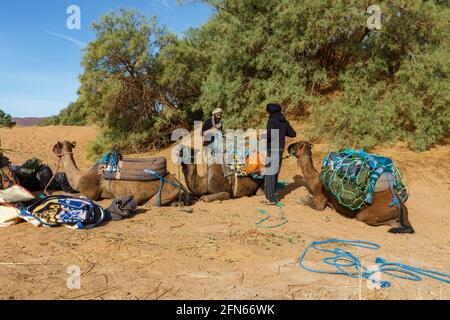 Errachidia Province, Morocco - October 22, 2015: Berbers prepare camels for travel. Loading things on camels. Sahara Desert. Stock Photo