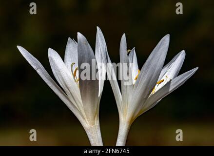 This close up photo of white colored Crocus flowers reflects an amazing scenery. Crocus flower is from the Iridaceae family and native the Alps, south Stock Photo