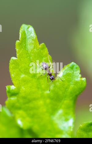 Ant walking on a leaf in the garden Stock Photo