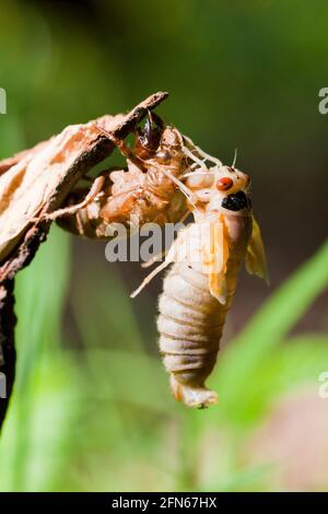 Brood X cicada (Magicicada) teneral stage, May 2021 - Virginia USA Stock Photo