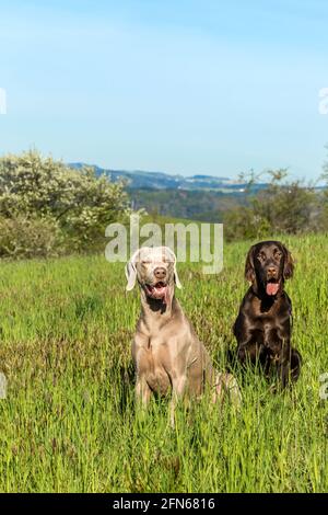 Spring morning on the hunt with dogs. Brown Flat coated retriever puppy and Weimarane on a spring meadow. Hunting season. Stock Photo