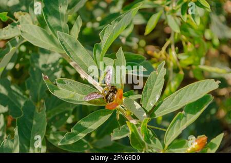 Flying Insect On Plant Blossom Stock Photo