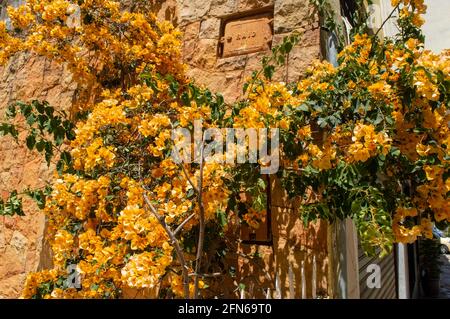 Tree, Bush yellow flower on a brown wall outside the house. Stock Photo