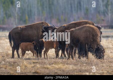 Small herd of wild bison standing in field, pasture of northern Canada. Adults along with young calf, calves in natural environment. Stock Photo