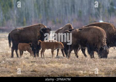 Small herd of wild bison standing in field, pasture of northern Canada. Adults along with young calf, calves in natural environment. Stock Photo