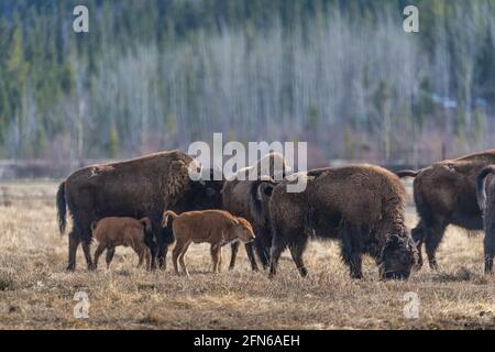 Small herd of wild bison standing in field, pasture of northern Canada. Adults along with young calf, calves in natural environment. Stock Photo