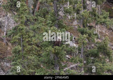 A single bald eagle perched camoflauged in spruce tree while in the boreal forest of northern Canada. Stock Photo