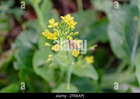 Be On Pack Choi Flower Stock Photo